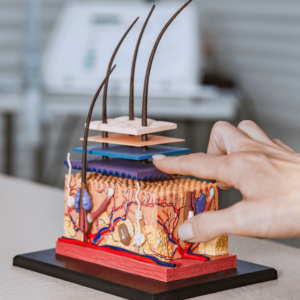 collageen aanmaken voeding (2) (1)