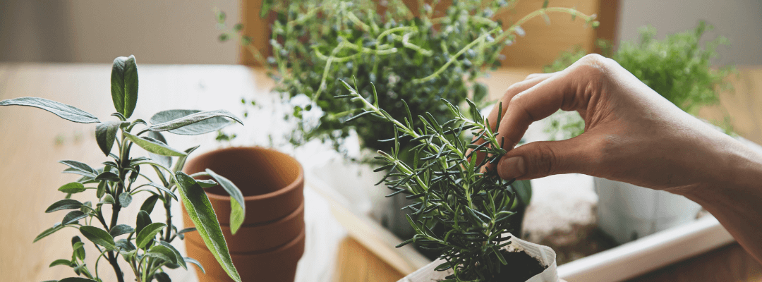 grootmoeders tips tegen netelroos (1)